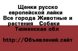 Щенки русско европейской лайки - Все города Животные и растения » Собаки   . Тюменская обл.